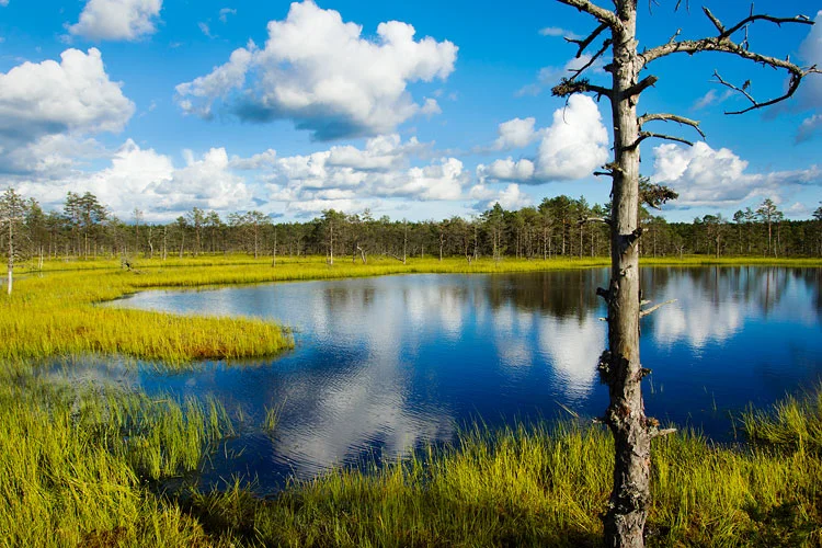 Viru Bog / Lahemaa National Park Tour Tour image